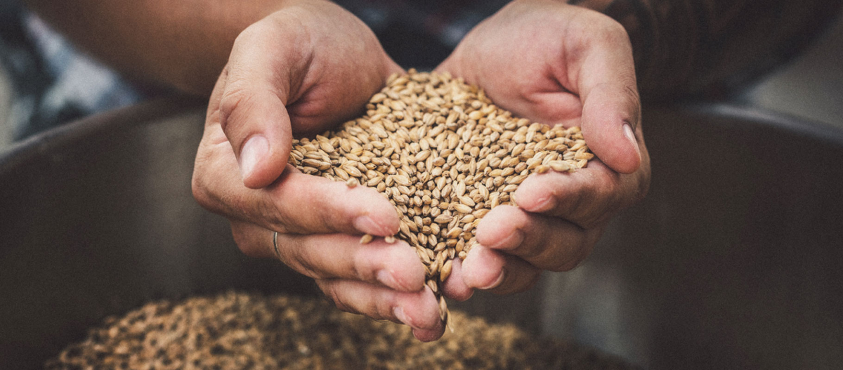Grain Testing Equipment | Graintec Scientific
