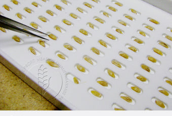 Graintec Scientific | Defective Count Tray - Barley: Essential tool for identifying defective grains when following GTA standards for barley