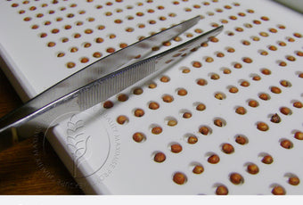 The tray has 300 grain slots (specific for sorghum) and comes with a pair of tweezers to enable the user to easily scan the tray for particular defects as stated by the receival standards. Available at Graintec Scientific | www.graintec.com.au