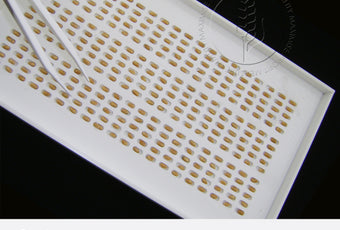 Graintec Scientific | Defective Count Tray - Wheat: essential tool for identifying defective grains when following GTA standards for wheat.